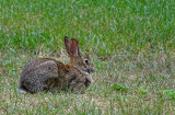 Cottentail Rabbit NY