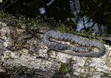 Goose Creek State Park DSC03947.jpg