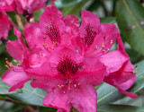 Rhododendron Close