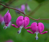 Bleeding Heart raw.jpg