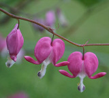 Bleeding Heart.jpg