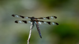 Dragon Fly DSC06285raw.jpg