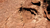 Copper Ridge, Utah Dinosaur Tracks