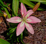 Pink Asian Lily