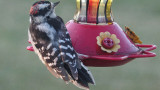 Woodpecker thinks hes a Hummingbird