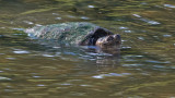 2 Headed Snapping turtle Suny Bing NY Wildlife Preserve