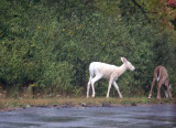 White White Tailed Deer NY
