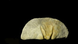 Fossil 00783 .jpg