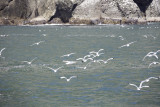 Dolphins, Seals & Birds-0804.jpg