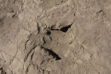 Dinosaur tracks-3750.jpg