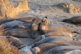 elephant seals at the Piedras Blancas beach