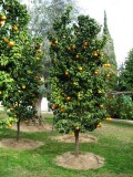 Mandarin Trees