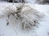 Grass in Winter