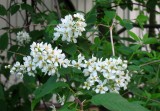 European Bird Cherry Blooming!