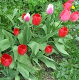 Tulips Belong To The Spring! 