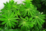 Raindrops On Lupin Leaves