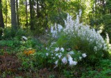 Chamerion angustifolium - like white wool! 