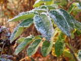 Frosted Leaves 2