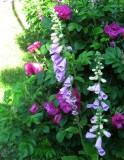 Purple Foxglove /  Digitalis Purpurea and Rosa Rugosa 