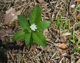 Chickweed wintergreen Trientalis europaeia