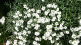 Snow-in-summer  - Cerastium tomentosum