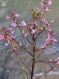 Marsh lousewort  /  Pedicularis palustris