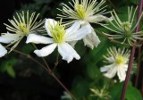 Clematis and Fly