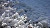 Cotton Snow