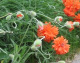 Baby poppies :)