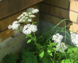 Ground elder or Herb gerard, Aegopodium podagraria