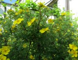 Potentilla fruticosa,  Bush Cinquefoil, Rosaceae  