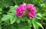 Rosa rugosa 2; Rose magazine; Japanese rose; Kartoffel Rose