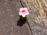 An asphalt flower
