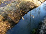 Willow catkins