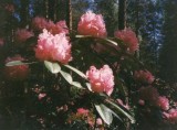 Rhododendrons II, Rhododendron Park, Helsinki, Finland