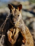 Rock_Wallaby_2er.JPG