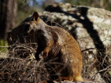 Rock_Wallaby_4er.JPG