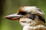 kookaburra4r500MP.JPG