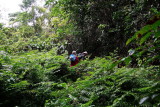 The jungle walk - the green ferns are mostly edible Paku