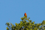 Summer Tanager, immature