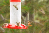 Black-chinned Hummingbirds & Rufous Hummingbird