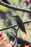 Rufous Hummingbird