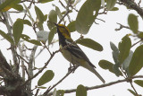 Black-throated Green Warbler