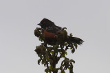 Spotted Towhee