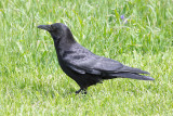 Northwestern Crow