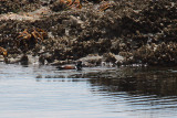 Harlequin Duck