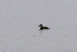 Surf Scoter, female