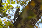 Ladder-backed Woodpecker