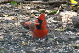 Norhern Cardinal