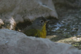 Nashville Warbler